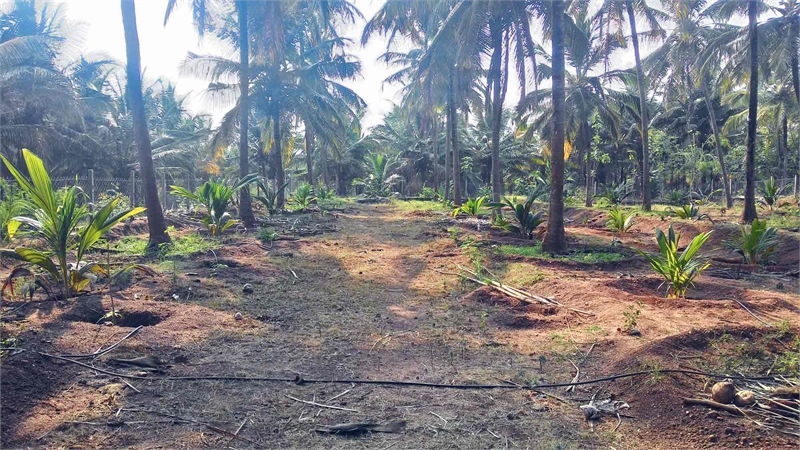 Agricultural Land Farm Land For Sale In Meenakshipuram Palakkad