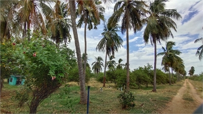 Agricultural Land Farm Land For Sale In Ambasamudram Tirunelveli